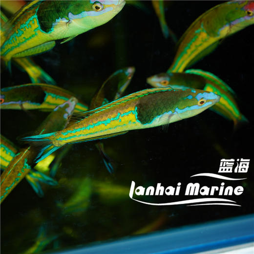 五彩铅笔龙 商品图4