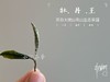 2020有机牡丹王，源自小陈茶事太姥山生态有机茶园 商品缩略图2