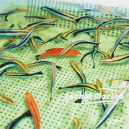 医生/飘飘 商品图3