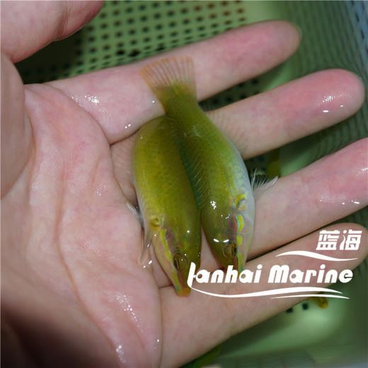 绿龙（除蚓螺） 商品图5