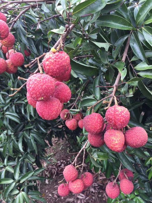 广西正宗灵山贵妃红荔枝净重10斤120元核小肉厚精选细修包装ems空运