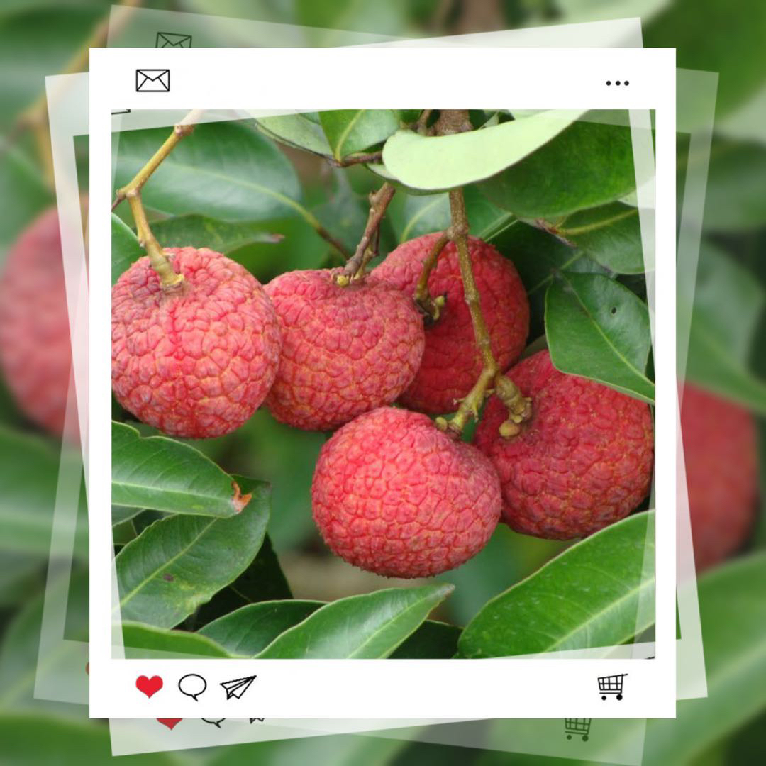 荔枝--贵妃红a级果