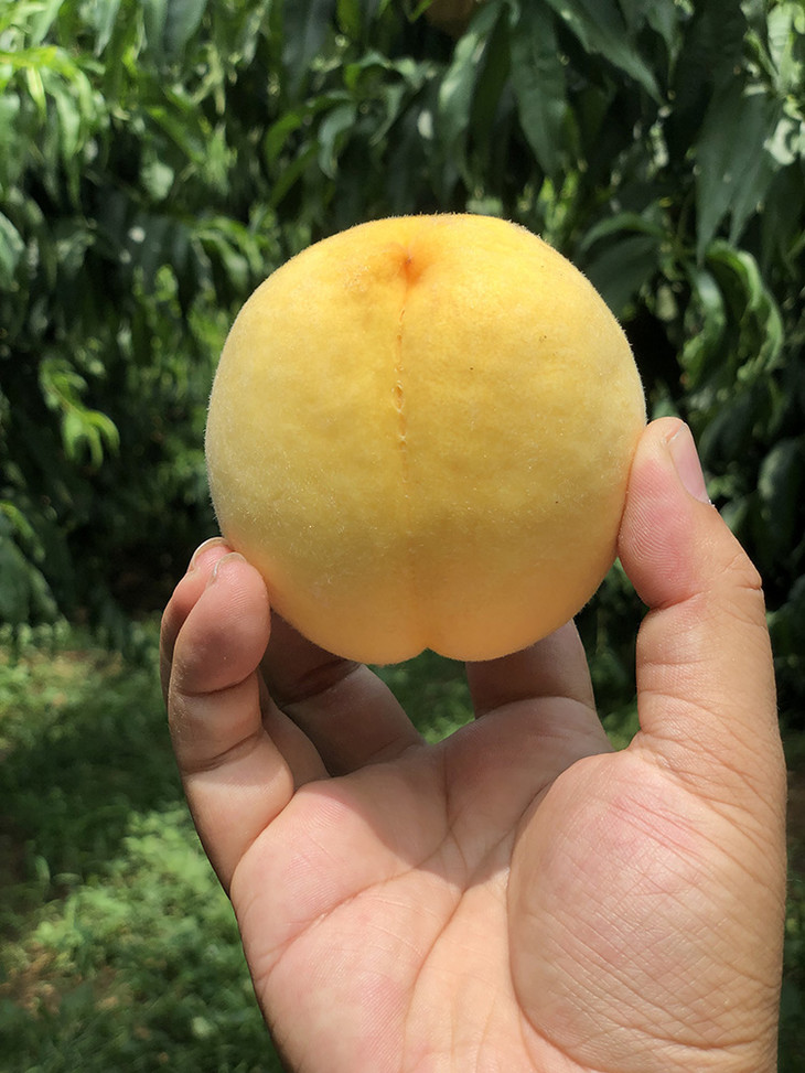 【鲜嫩现摘】蒙阴黄金蜜桃 净重4.5斤 脆软两吃 细嫩不腻 清甜可口