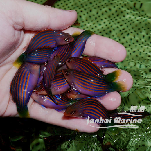 六线龙（除钉螺） 商品图3