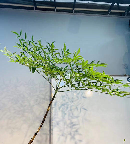 配叶-南天竹 商品图0