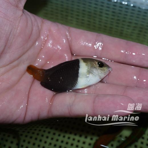 熊猫龙 商品图5