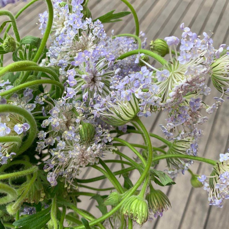 【草花】昆明優質草花-翠珠花和中國桔梗紫色(不定枝),江浙滬皖順豐