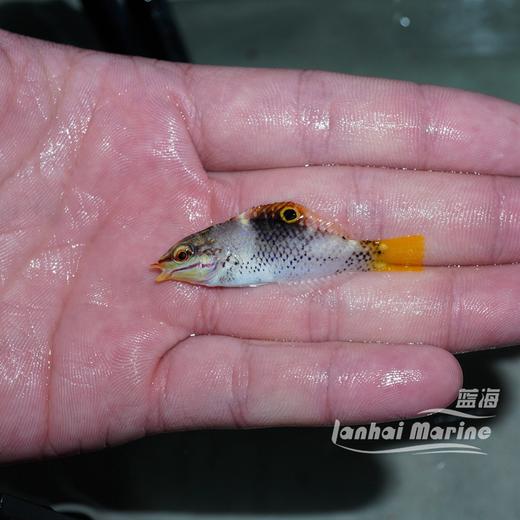 黄花龙（除蚓螺） 商品图4