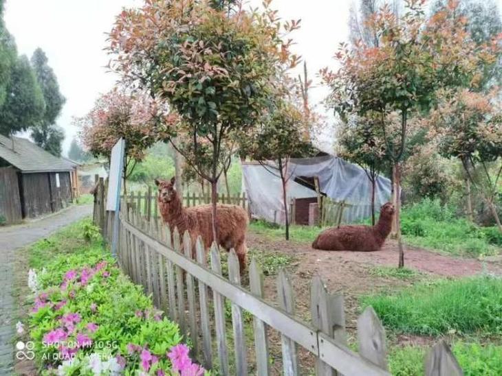 近郊遊丨渝北木耳鎮丨重慶七彩大莊園藍莓採摘 動物樂園