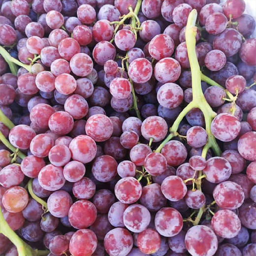 【新疆玻璃翠葡萄】约4.3斤/盒。脆甜，新疆直供 商品图2