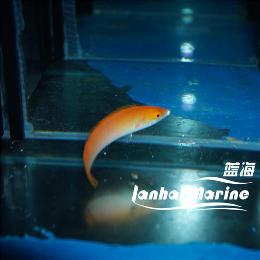 粉铅笔龙 商品图4