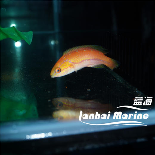 矛纹雀 公 商品图6