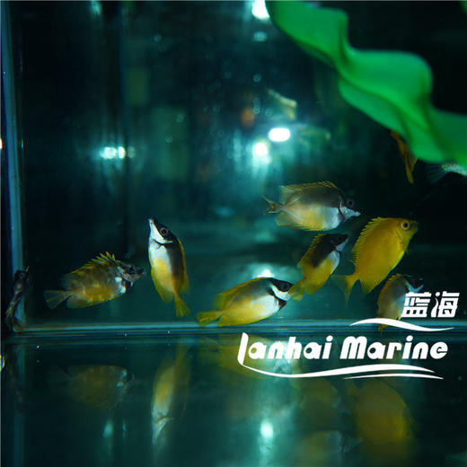 黄狐狸 商品图2