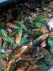 新西兰青口贝，1斤 商品缩略图0