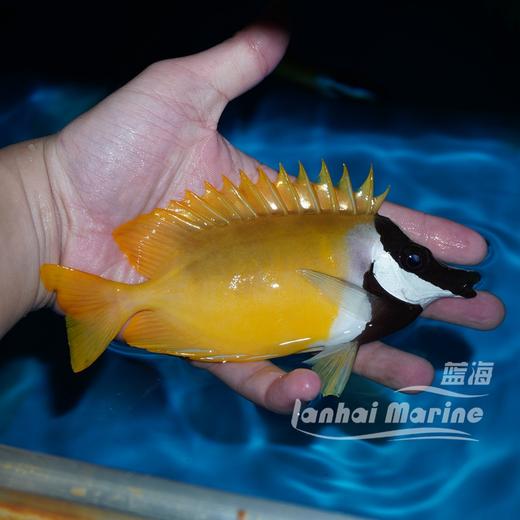 黄狐狸 商品图3