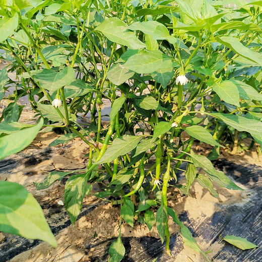 彩虹雨 有机蔬菜 有机线椒250g 欧盟认证满百包邮 商品图4