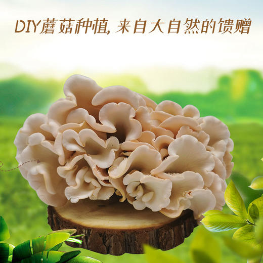 【福】考拉精灵DIY种植蘑菇（桃红平菇/秀珍菇/黄金菇/澳洲白平菇/香菇）多款可选 商品图1