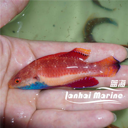 蓝腹仙子龙 公 商品图4