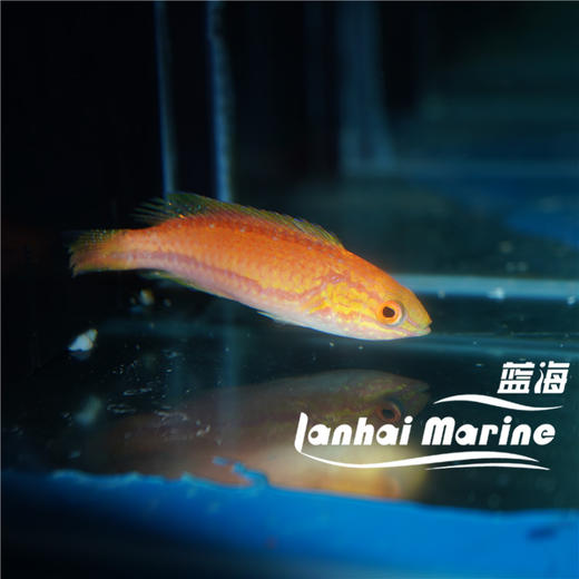 矛纹雀 公 商品图3