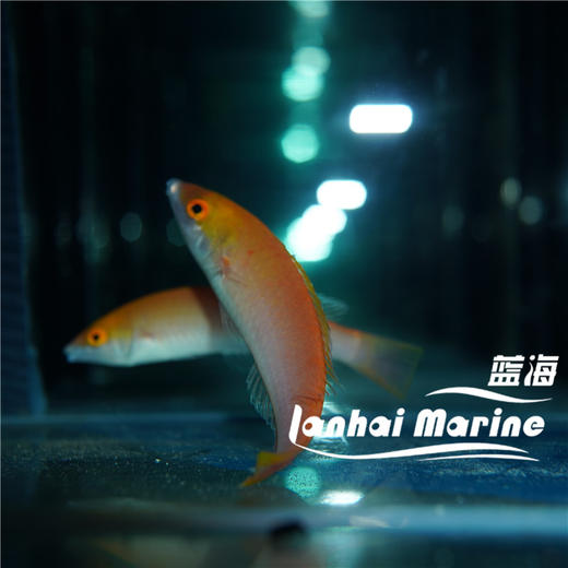 粉铅笔龙 商品图6