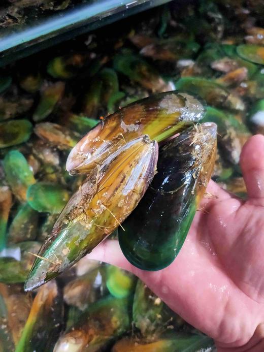 新西兰青口贝，1斤 商品图1