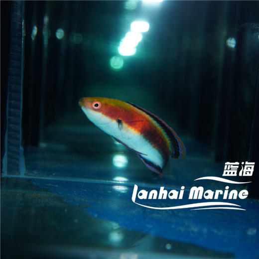 凯瑟琳雀 公 商品图2