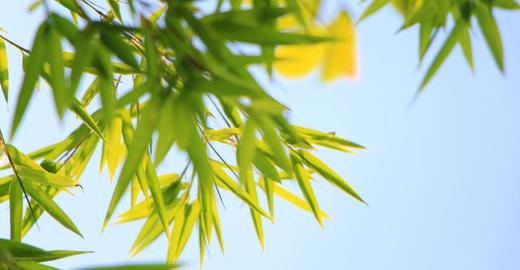 夏至 | 宜养心，去心火。 商品图0