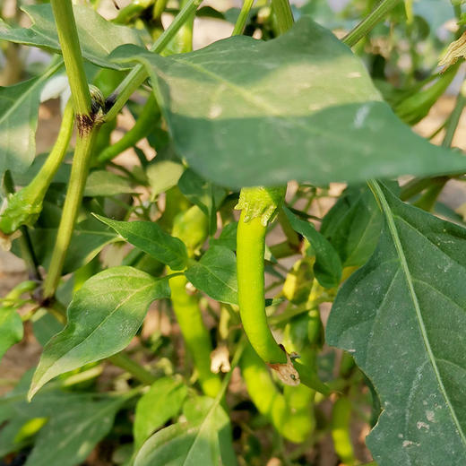 彩虹雨 有机蔬菜 有机线椒250g 欧盟认证满百包邮 商品图5
