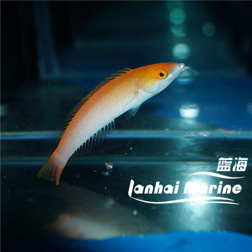 粉铅笔龙 商品图2