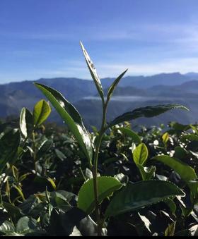 茶叶SGS检测报告汇总