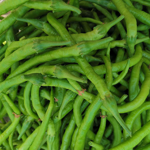 彩虹雨 有机蔬菜 有机线椒250g 欧盟认证满百包邮 商品图6