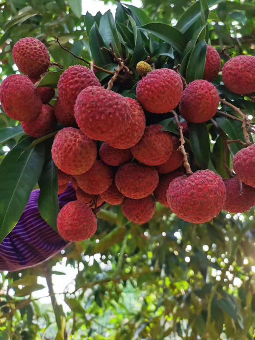 招财猫香蜜荔枝,因香甜而闻名于世,纯甜纯甜的干荔枝,不泡水,无枝干!