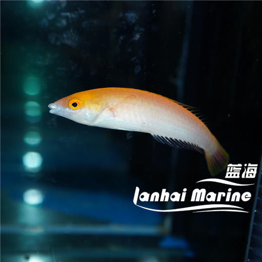 粉铅笔龙 商品图1