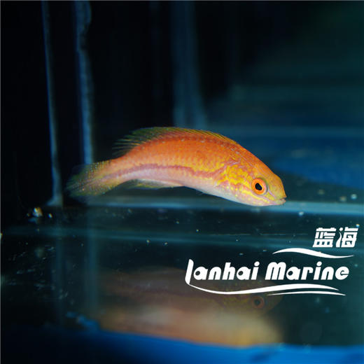 矛纹雀 公 商品图1