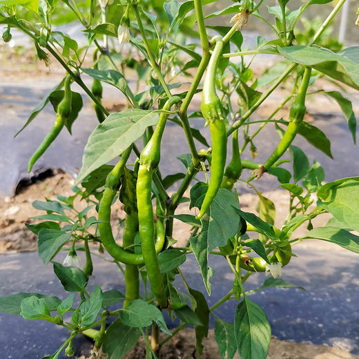 彩虹雨 有机蔬菜 有机线椒250g 欧盟认证满百包邮 商品图3