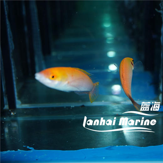 粉铅笔龙 商品图5