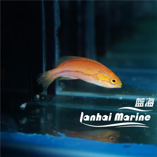 矛纹雀 公 商品图5