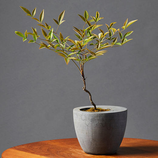 小盆友南天竹no616