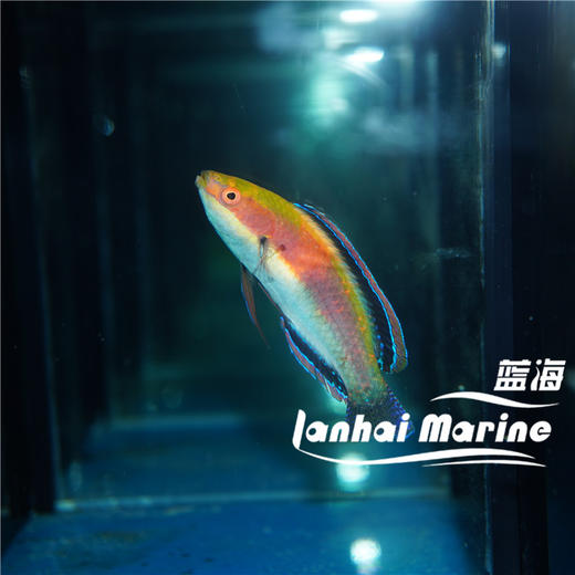 凯瑟琳雀 公 商品图3