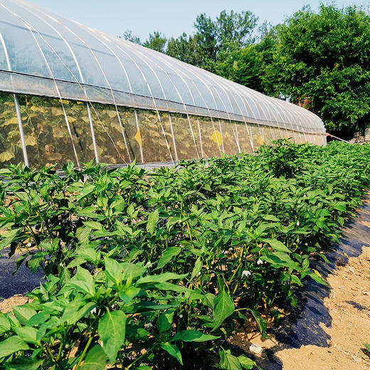 彩虹雨 有机蔬菜 有机线椒250g 欧盟认证满百包邮 商品图2
