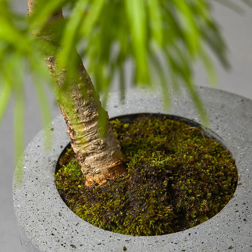 小盆友黄金松no616