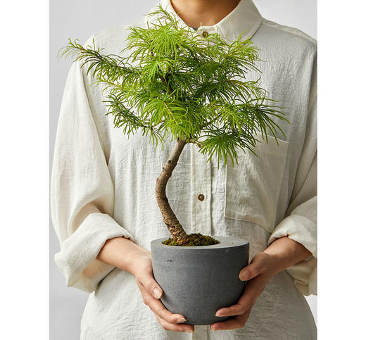 小盆友黄金松no616