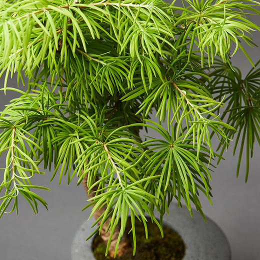 小盆友黄金松no616