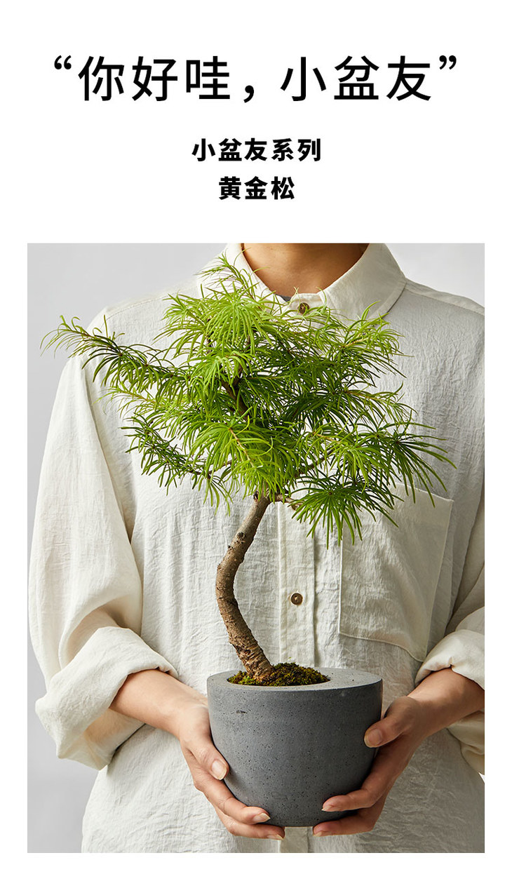 小盆友黄金松no616