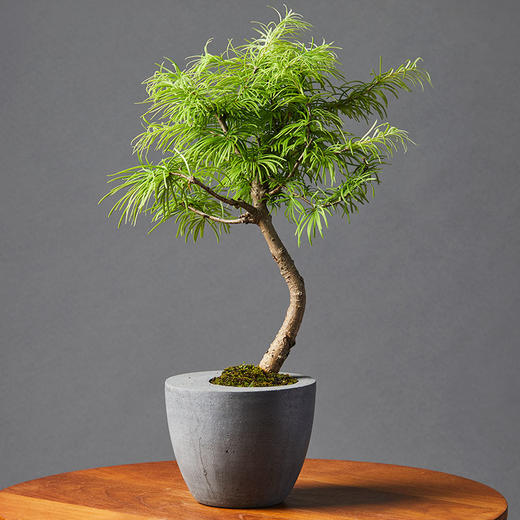 小盆友黄金松no616