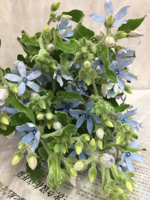 【珍惜当下】蓝星花  蓝色 若干枝/扎 商品图5
