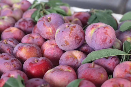 桐乡槜李甘甜鲜美名列诸李之冠李中珍品是桐乡著名的土特产