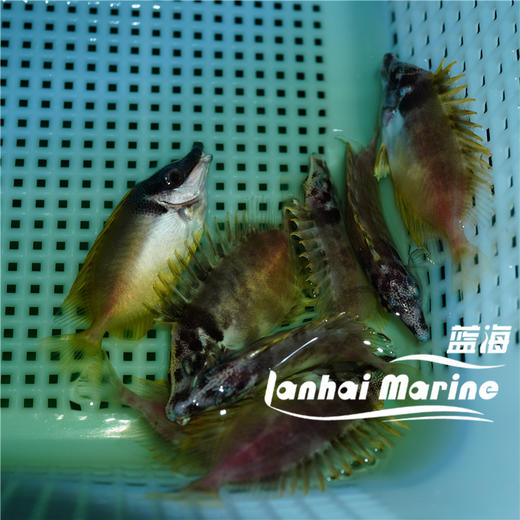 人工黄狐狸 商品图2