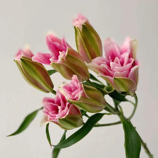 粉色重瓣百合多头