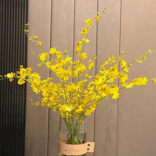 跳舞兰 - 昆明起秀鲜花